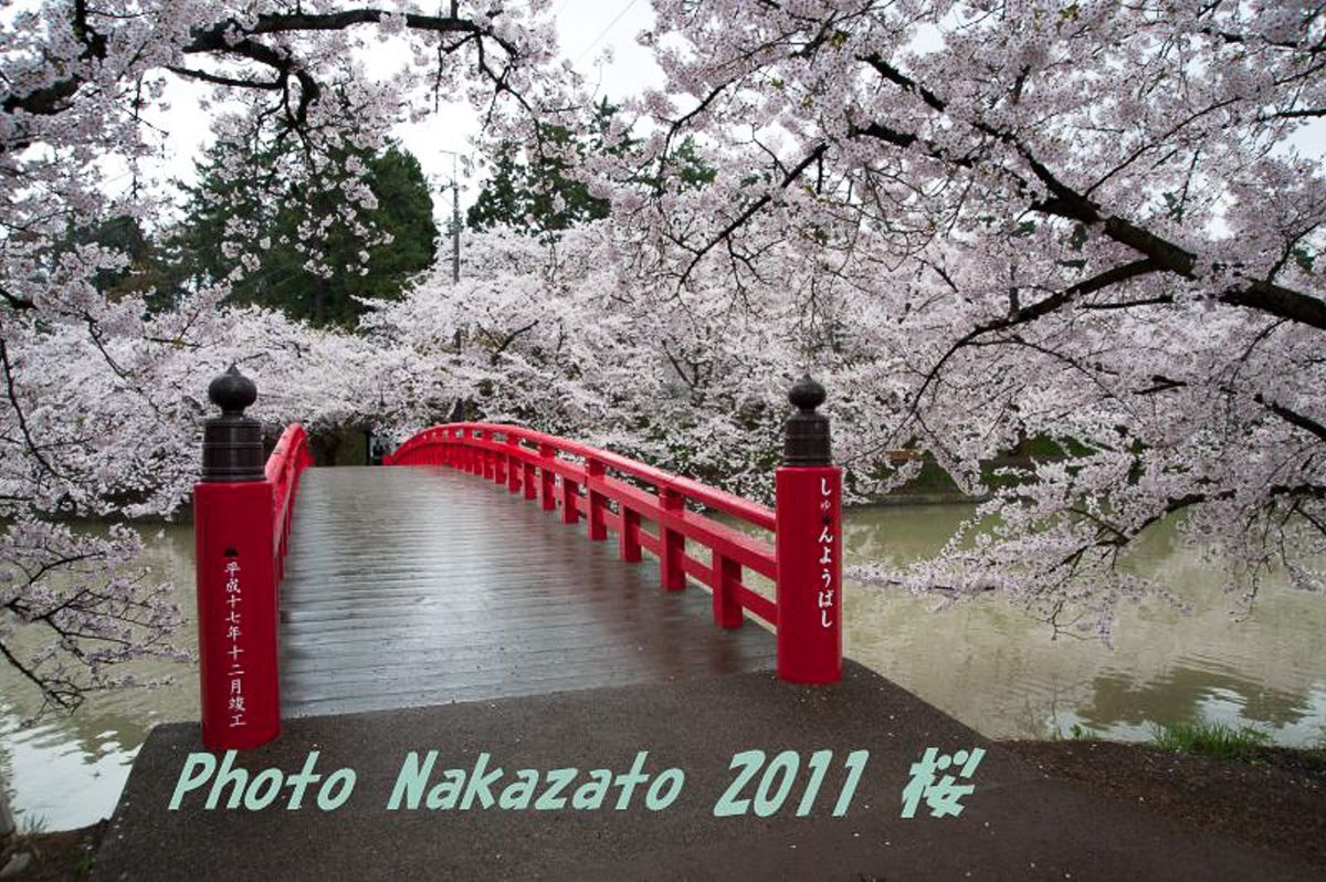 弘前城の桜